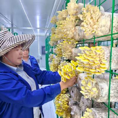 キノコ栽培インテリジェントキノココンテナ革新的なデザイン