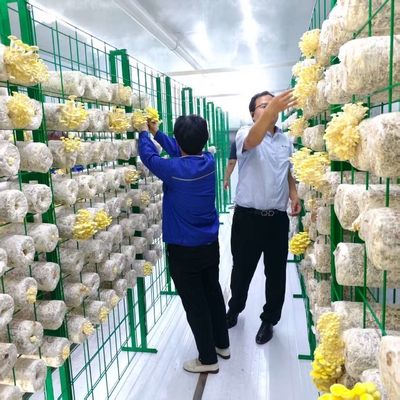 精密な環境制御 菌類栽培容器