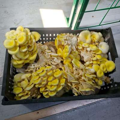 高生産効率のキノコ栽培容器